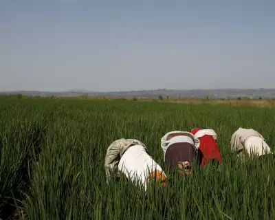 Tech Giants Accused of 'Playing with Global Food System' Using AI