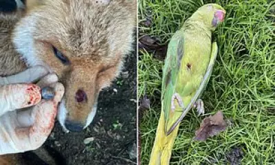 Teen Catapult Trend Kills Ducks, Spurs National Wildlife Crime Alert