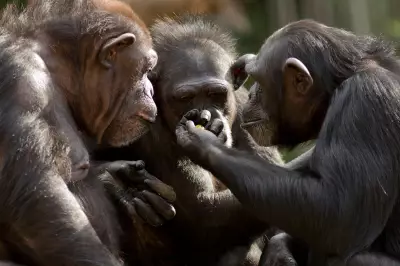 The Evolutionary Enigma of the Human Chin and Testicle Size