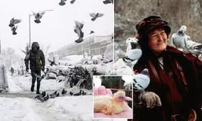 The Mystery of Missing Baby Pigeons: Why Urban Dwellers Never See Them