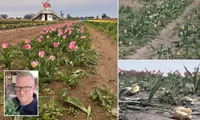 TikTok Frenzy Wrecks California Tulip Farm as Influencers Trample Blooms
