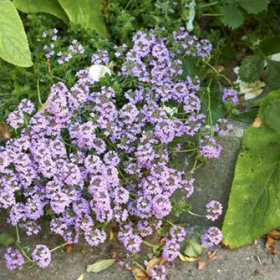 Transform Your Garden: Low-Maintenance Alternatives to Traditional Grass Lawns