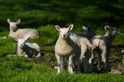 UK Experiences Warmest Day of 2026 as Temperatures Peak at 20.9C