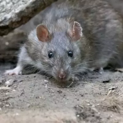 UK Rat Infestations Surge by 10% as Climate Drives Rodents Indoors