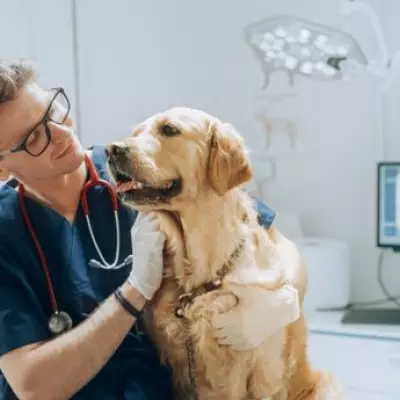 Vet Reveals 10 Healthiest Dog Breeds That Rarely Need Vet Visits