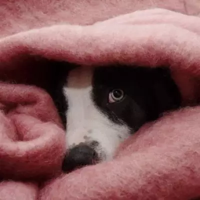 Vet's Crucial Warning: One Common Owner Mistake Fuels Canine Separation Anxiety