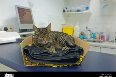 Vets Face New Legal Requirements: Price Transparency and Fee Caps Announced