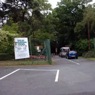 Welsh Mountain Zoo Issues Statement After Chimpanzee Infant Death