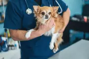 AI-Powered Breakthrough: Man Creates Personalised Cancer Vaccine for Dying Dog