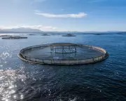 Albanese Government Ignored Environmental Advice to Fast-Track Salmon Farming Laws