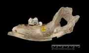 Ancient Dog Jaw Bone in Somerset Reveals 14,300-Year-Old Canine-Human Bond