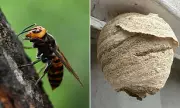 Asian Hornets Invade Basingstoke via M3, Threaten Bees and Public Health