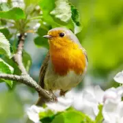 Attract Robins to Your Garden with Fresh Apple Slices This March