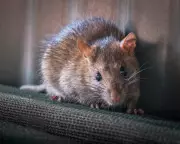 Australia Considers Restricting Rat Poisons to Protect Native Wildlife