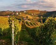Australia-EU Trade Deal: Cheaper Wine, Angry Farmers