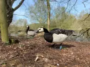 Barnacle Geese Thrive in Norfolk, Defying Siberian Origins