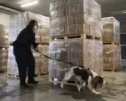 Belgium Faces Narco-State Threat as Drug Money Endangers Society, Judges Warn