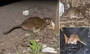 Birmingham's Rabbit-Sized Rats Plague Streets After Year-Long Bin Strike