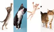 Black Cats: Global Superstitions of Luck and Folklore Explored