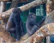 Bristol's Gorillas Settle into New 'African Forest' Home After City Move
