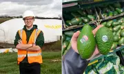 British Avocados to Grow Year-Round on Wiltshire Landfill Using Waste Gas