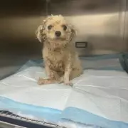 British Vets Fly to China on Rescue Mission for Dogs from Meat Trade