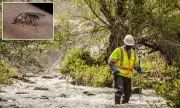 California's Black Fly Invasion: Vicious Biting Insects Swarm San Gabriel Valley