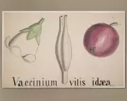 Cambridge Revives Darwin's Botany Course Using 200-Year-Old Henslow Archive