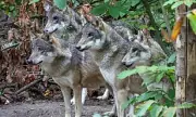 Canterbury Animal Park Forced to Euthanise Entire Wolf Pack Due to Severe Aggression