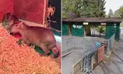 Capybara Escape at Marwell Zoo: Public Urged to Help Find Missing Rodent Samba