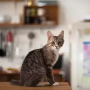 Cat Owner Captures Hilarious Moment Pet Tests Gravity by Knocking Items Off Table