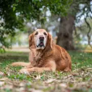 Cat's Empathetic Massage for Senior Dog After Vet Visit Moves Thousands to Tears