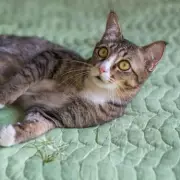 Cat's Hilarious Reaction to Toddler Tantrum Goes Viral on TikTok