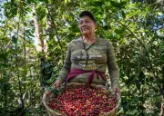 Central America's Coffee Crisis: Small Growers Struggle as Global Prices Plummet