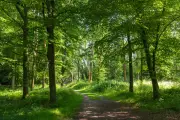 Charity Warns Time Running Out to Rescue England's 'Forgotten Forests'