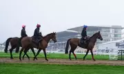 Cheltenham Festival's Glorious Unpredictability: A Celebration of Racing's Magic
