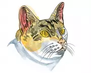 Children's Quiz: Why Do Cats Have Ears on Top of Their Heads?