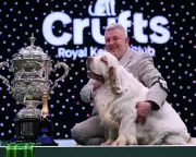 Clumber Spaniel Bruin Crowned Best in Show at Prestigious Crufts 2026
