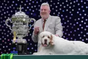 Clumber Spaniel Bruin Wins Best in Show at Crufts 2026 in Birmingham
