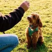 Cockapoo Danger: Study Reveals Aggressive Trait in Popular Designer Dogs