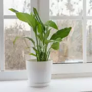 Coffee Grounds Boost Peace Lily Blooms: A Simple Kitchen Scrap Fertiliser