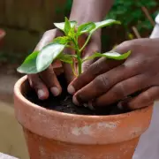 Companion Planting Boosts Tomato Flavour and Pest Resistance