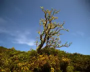 Cornwall's Gorse Fires: A 1926 Diary of Blazing Beauty and Ecological Loss