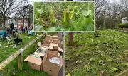 Council Mows Down 30,000 Volunteer-Planted Bulbs in Bristol Park Blunder