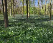 Country Diary 1926: The New Forest's Starry Carpet of Wood Anemones