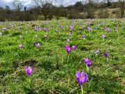 Country Diary: The Field Where Spring Arrives First in the UK