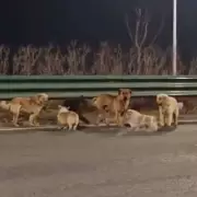 Courageous Corgi Leads Dognapped Pack on 10-Mile Journey Home in China