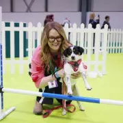 Crufts 2026: Mirror Dog Betty's Agility Course Trial Ends in Stage Fright