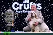 Crufts Champion Handler Lee Cox Has Past Animal Cruelty Conviction