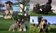 Crufts Dog Show Opens in Birmingham with Over 18,600 Pedigree Pooches